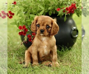 Cavalier King Charles Spaniel Puppy for sale in GORDONVILLE, PA, USA
