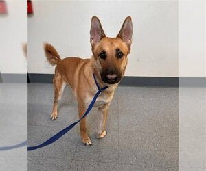 German Shepherd Dog-Unknown Mix Dogs for adoption in Big Bear City, CA, USA
