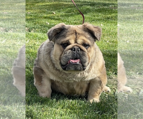 Medium Photo #2 English Bulldog Puppy For Sale in LANCASTER, CA, USA