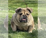 Small #1 English Bulldog