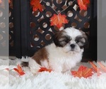 Small #3 Shih Tzu