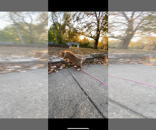 Medium Photo #21 Pembroke Welsh Corgi Puppy For Sale in INDEPENDENCE, MO, USA