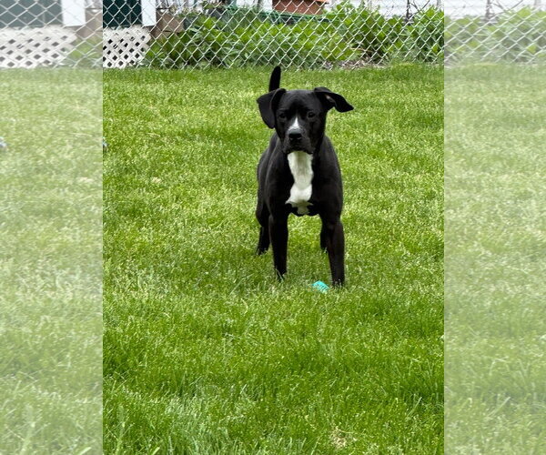 Medium Photo #6 American Pit Bull Terrier-Labrador Retriever Mix Puppy For Sale in Germantown, OH, USA