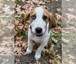 Small #2 American Foxhound Mix