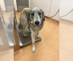 Golden Pyrenees Dogs for adoption in Martinez, CA, USA