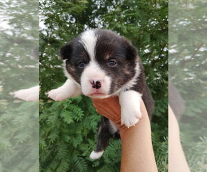 Pembroke Welsh Corgi Puppy for sale in KEENESBURG, CO, USA