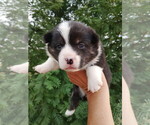 Image preview for Ad Listing. Nickname: Brin
