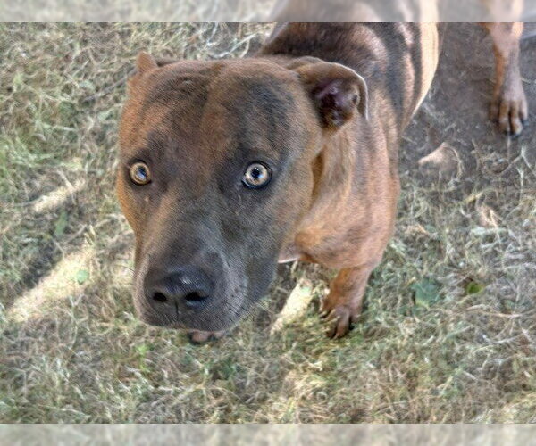 Medium Photo #1 Mutt Puppy For Sale in Tulsa, OK, USA