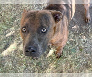 Mutt Dogs for adoption in Tulsa, OK, USA