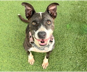 American Staffordshire Terrier Dogs for adoption in Houston, TX, USA