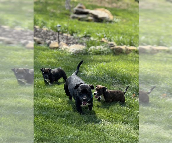 Medium Photo #10 Mutt Puppy For Sale in Candler, NC, USA