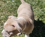 Small #1 American Bully