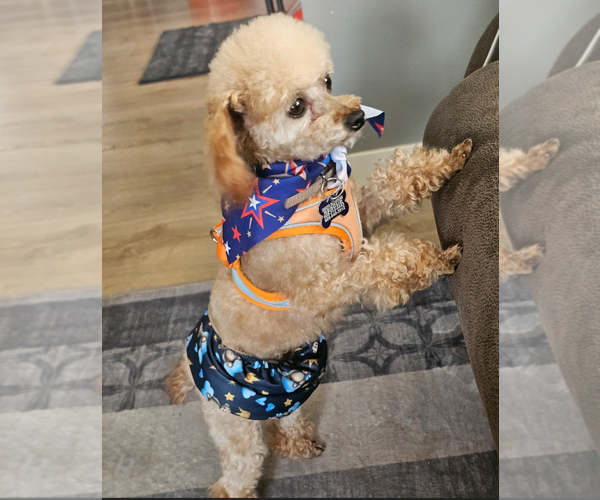 Medium Photo #3 Poodle (Miniature) Puppy For Sale in Sioux Falls, SD, USA