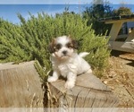 Small Photo #1 Mal-Shi Puppy For Sale in SANTA CLARITA, CA, USA
