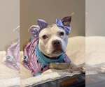 Small Photo #1 American Pit Bull Terrier Puppy For Sale in Rockville, MD, USA