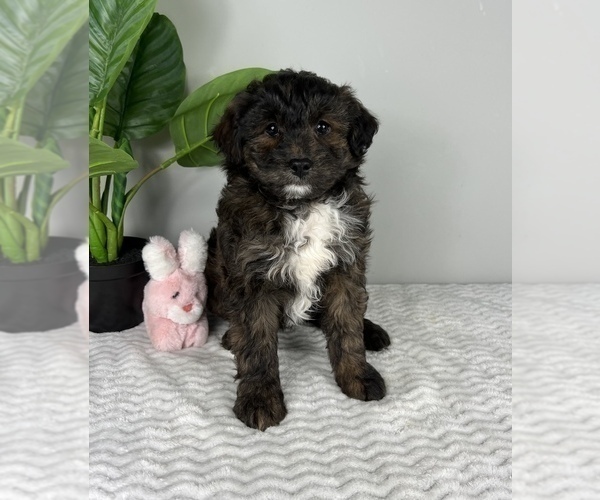 Medium Photo #5 Aussiedoodle Miniature  Puppy For Sale in FRANKLIN, IN, USA