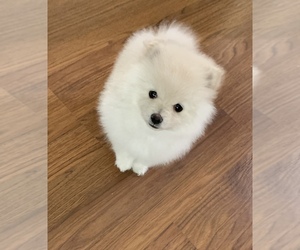 Pomeranian Puppy for sale in EL PASO, TX, USA