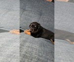 Small #7 Rottweiler