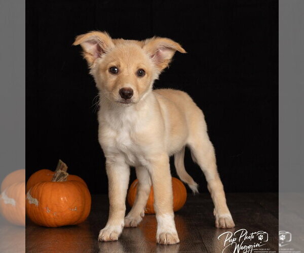 Medium Photo #1 Great Pyrenees-Unknown Mix Puppy For Sale in Claremore, OK, USA