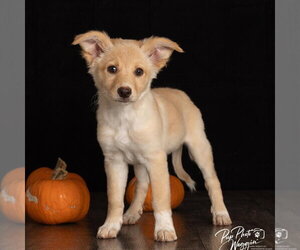Great Pyrenees-Unknown Mix Dogs for adoption in Claremore, OK, USA