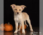 Britney - Female Great Pyrenees-Unknown Mix Dog for Adoption - Small photo