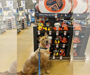 DRAKO - Male Mutt Dog for Adoption - Photo #3