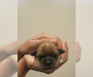 ShihPoo Puppy for sale in RIVERSIDE, CA, USA