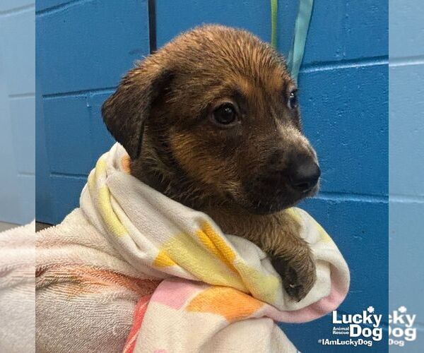 Medium Photo #2 Retriever -Unknown Mix Puppy For Sale in Washington, DC, USA