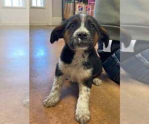 Mutt Dogs for adoption in Bolivar, MO, USA