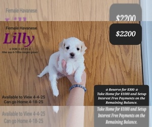 Havanese Puppy for sale in TUCSON, AZ, USA