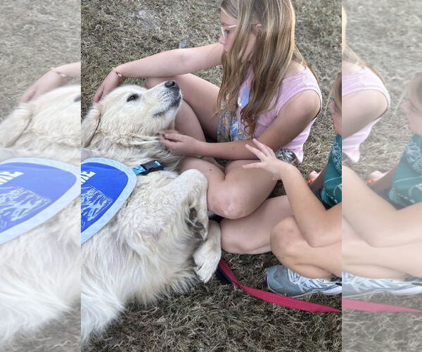 Medium Photo #4 Great Pyrenees Puppy For Sale in Dallas, TX, USA