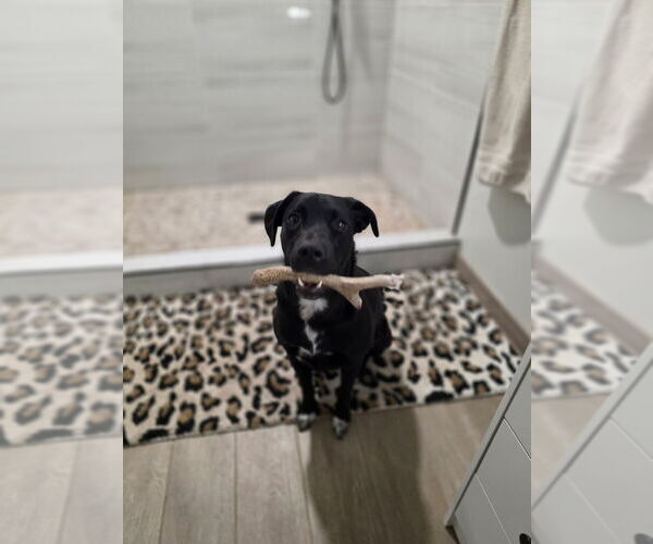 Medium Photo #3 Labrador Retriever-Unknown Mix Puppy For Sale in Banning, CA, USA