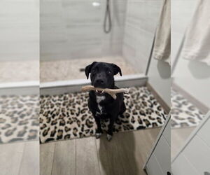 NANCY - Female Labrador Retriever-Unknown Mix Dog for Adoption - Photo #3