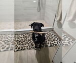 Small Photo #3 Labrador Retriever-Unknown Mix Puppy For Sale in Banning, CA, USA