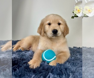 Golden Retriever Puppy for sale in GREENFIELD, IN, USA
