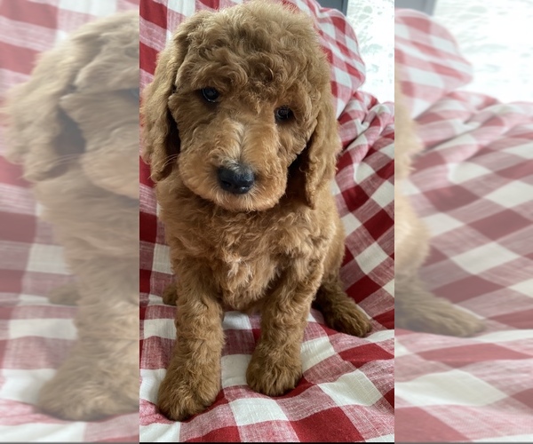 Medium Photo #5 Goldendoodle-Poodle (Standard) Mix Puppy For Sale in RICHMOND, IL, USA