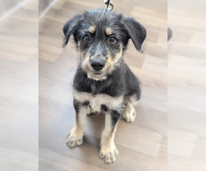 Mutt Dogs for adoption in Holly Springs, NC, USA