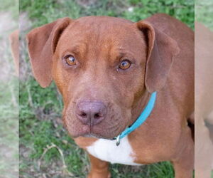 Labrador Retriever-Unknown Mix Dogs for adoption in Canton, CT, USA