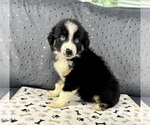 Puppy Girl 2 Australian Shepherd