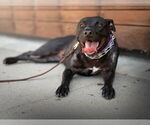 Small #1 American Pit Bull Terrier-American Staffordshire Terrier Mix