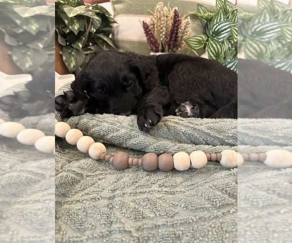 Medium Photo #2 Golden Mountain Doodle  Puppy For Sale in CHOUDRANT, LA, USA