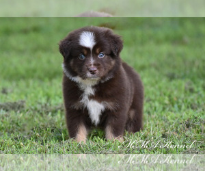 Australian Shepherd Puppy for sale in EASTON, MO, USA