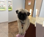 Small #3 Pug