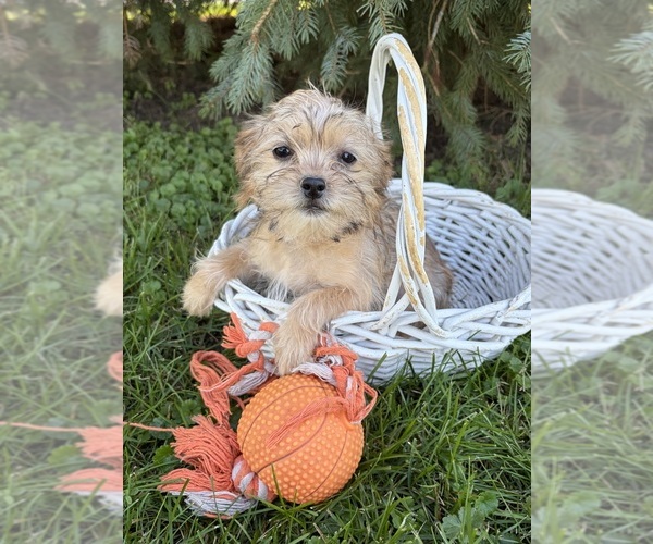 Medium Photo #2 Shorkie Tzu Puppy For Sale in MIDDLEBURY, IN, USA