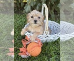 Albert - Male Shorkie Tzu Puppy for Sale - Photo #2
