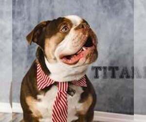 Father of the Olde English Bulldogge puppies born on 06/15/2025