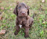 Small #1 German Shorthaired Pointer-Goldendoodle Mix