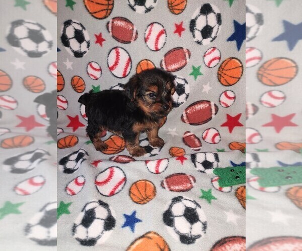 Medium Photo #2 Yorkshire Terrier Puppy For Sale in LAPEER, MI, USA