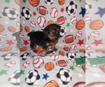Small #1 Yorkshire Terrier