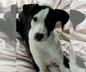 Medium Labrador Retriever Mix